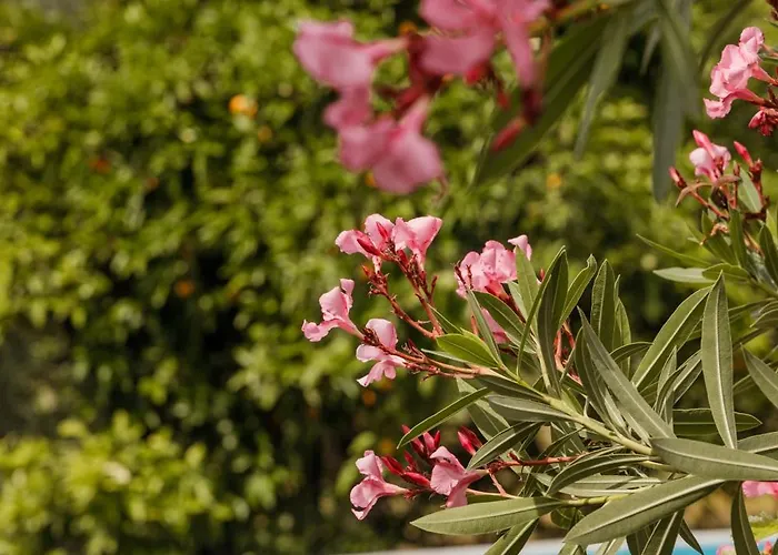 En Con Piscina Y Un Maravilloso Jardin Hébergement de vacances